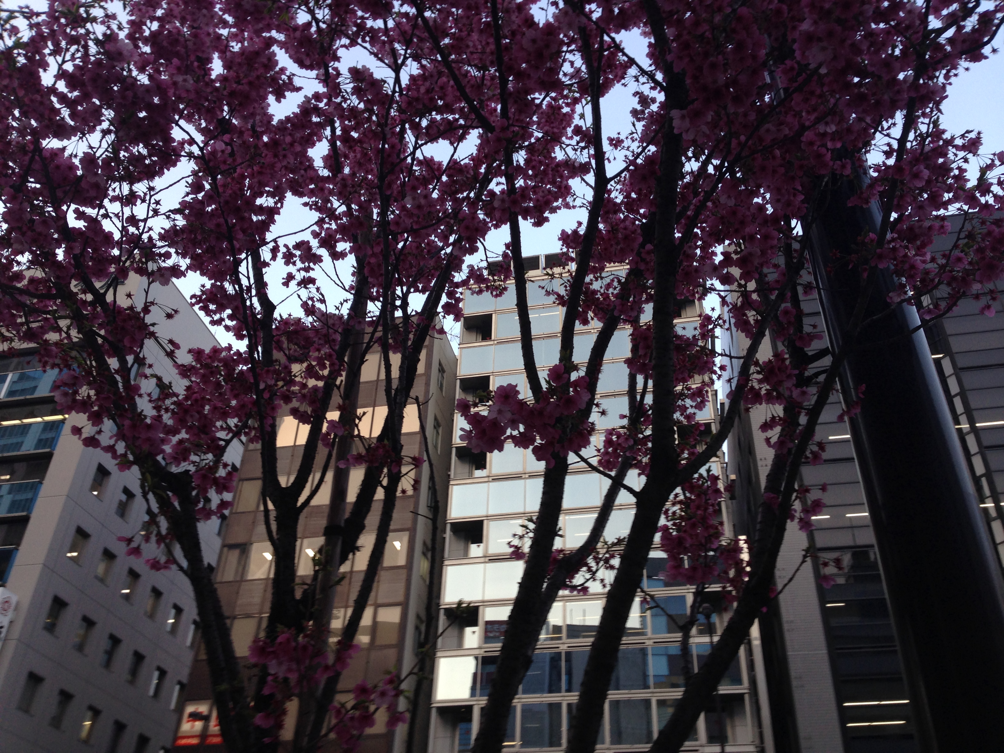 渋谷の桜