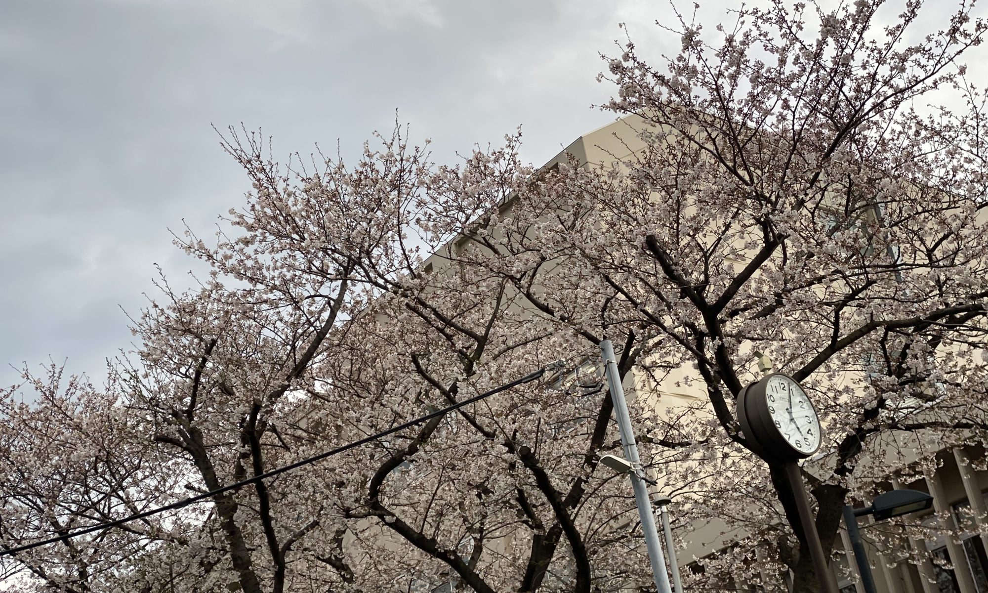 日本の桜２０２０