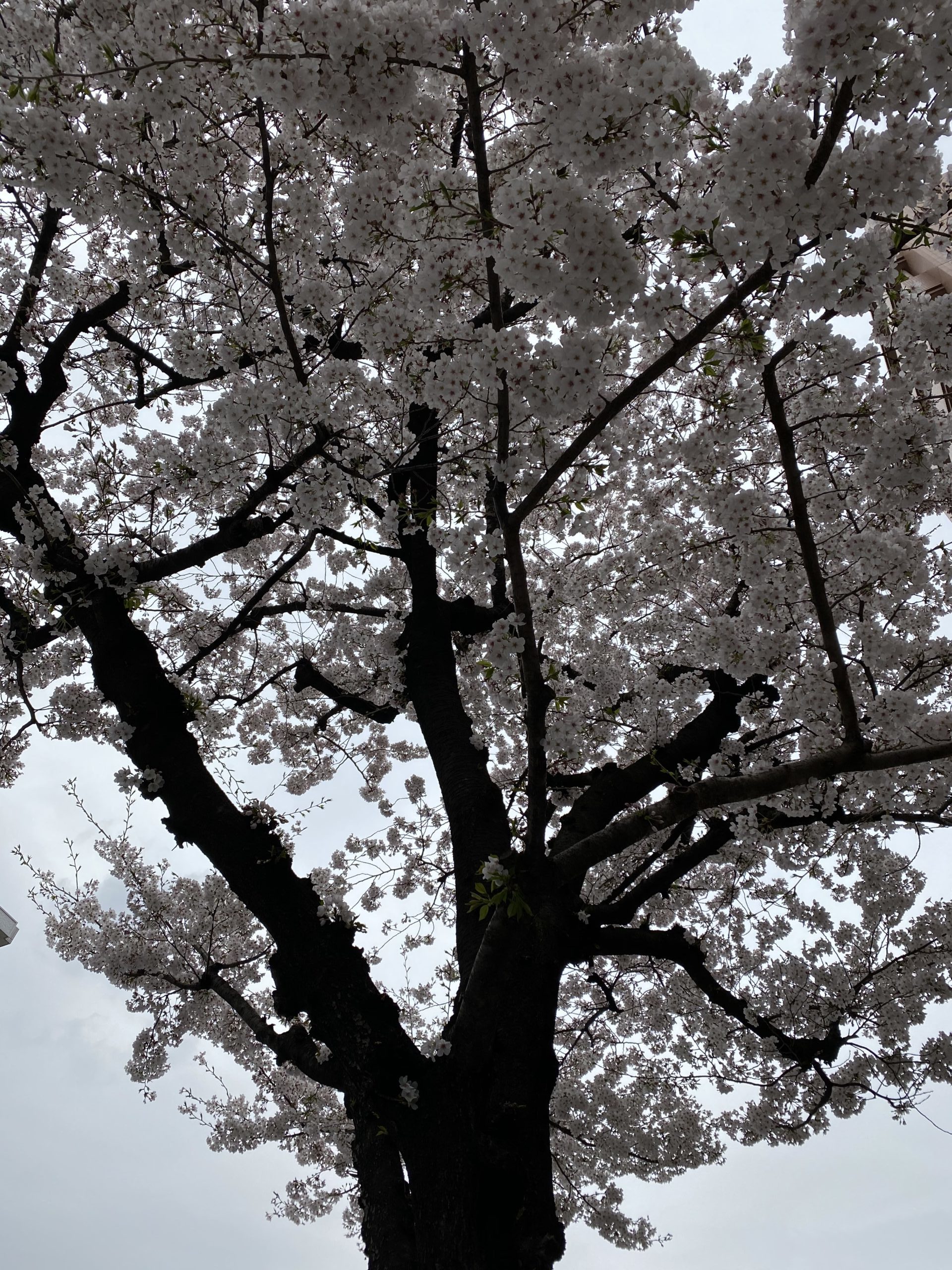Japanese cherry blossoms 