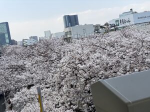 目黒川の桜2021年3月27日