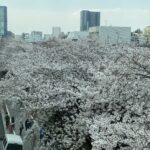 目黒川の桜（2021年3月27日）