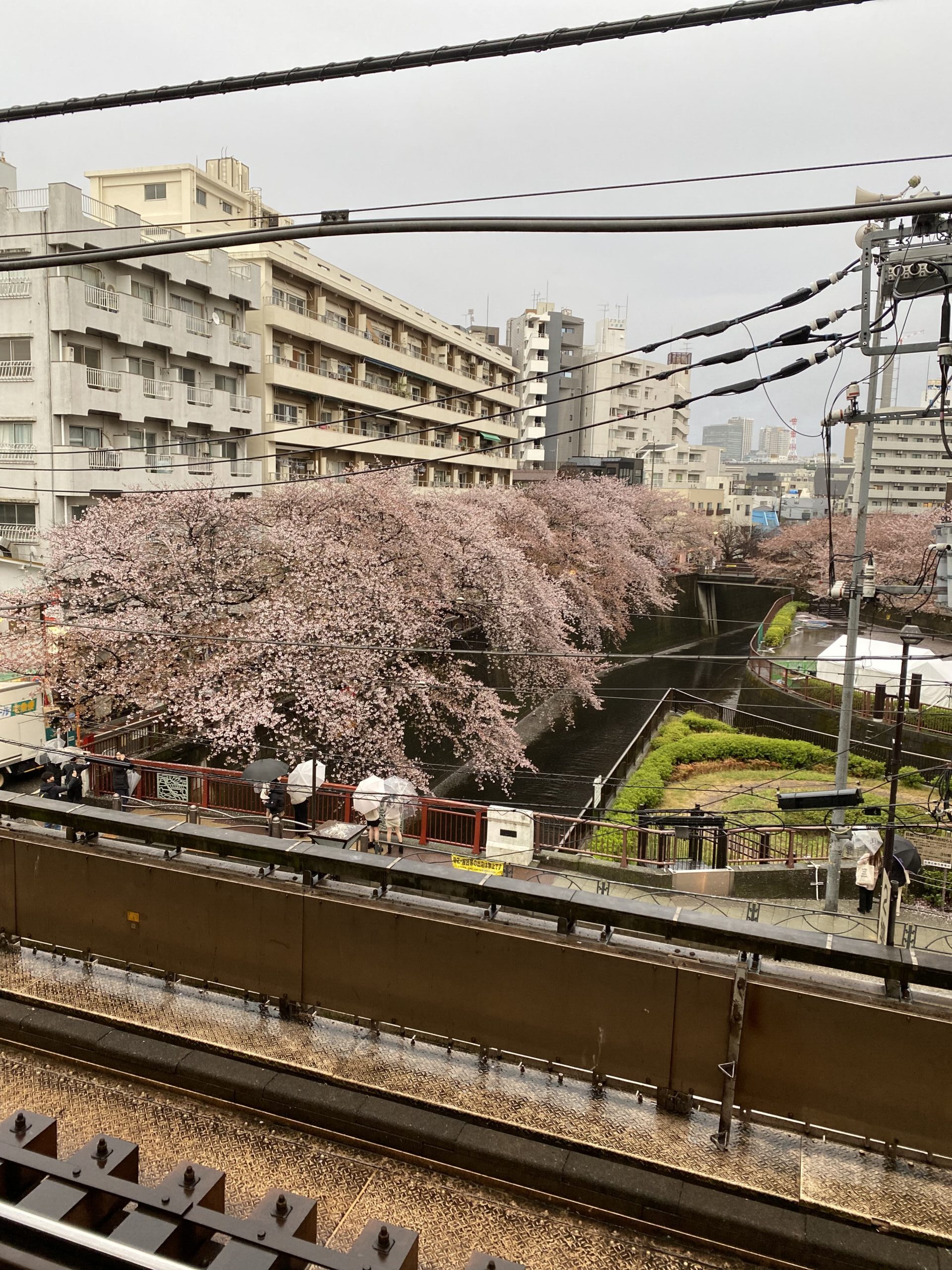 目黒川の桜（撮影：小山ケイ） SAKKURA cherry blossoms (photo along the Meguro River  by Kay Koyama)